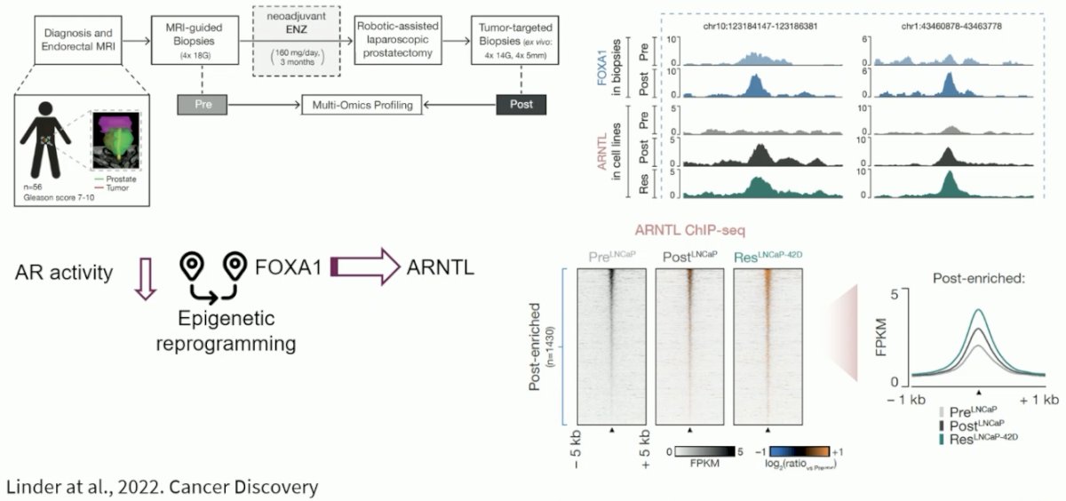 epigenomic profiling revealed massive enzalutamide-induced reprogramming of pioneer factor FOXA1 from inactive chromatin sites toward active cis-regulatory elements that dictate prosurvival signals