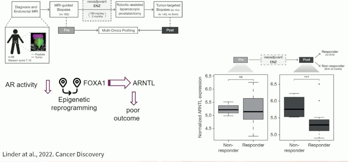  treatment-induced FOXA1 sites were enriched for the circadian clock component ARNTL