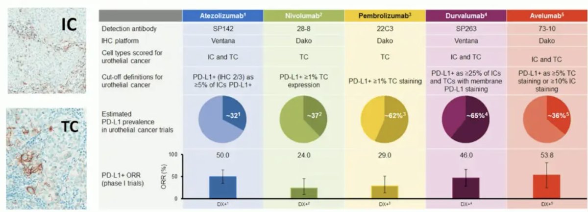 espite heterogeneity in outcomes over the last decade, generally immune cell testing appears to be more prognostic and tumor cell testing seems to be somewhat predictive in some trials