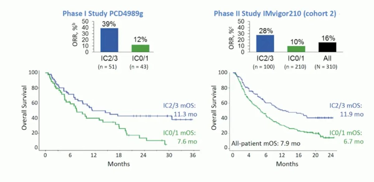 PD-L1 as a biomarker was initially promising for patient selection in the phase I PCD4989g study and phase II IMvigor210 cohort 2 trial