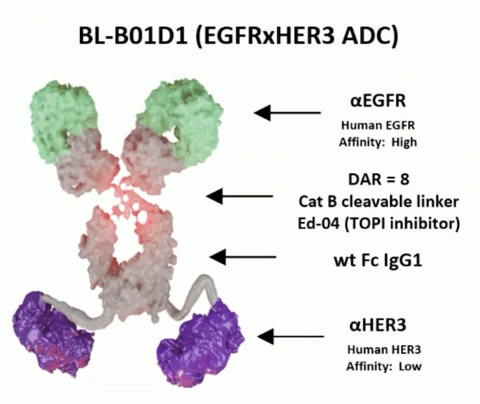 BL-B01D1 targeting EGFR and HER3 in urothelial carcinoma