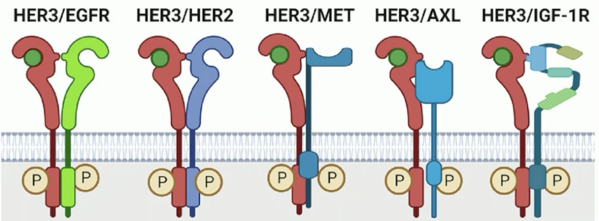 HER3 scfv in BL-B01D1 is “detuned” with lower affinity, and the construct binds EGFR more strongly