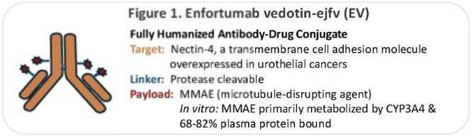 Enfortumab vedotin (EV) is a Nectin-4 targeted antibody drug conjugate with an MMAE (microtubule-disrupting agent) payload