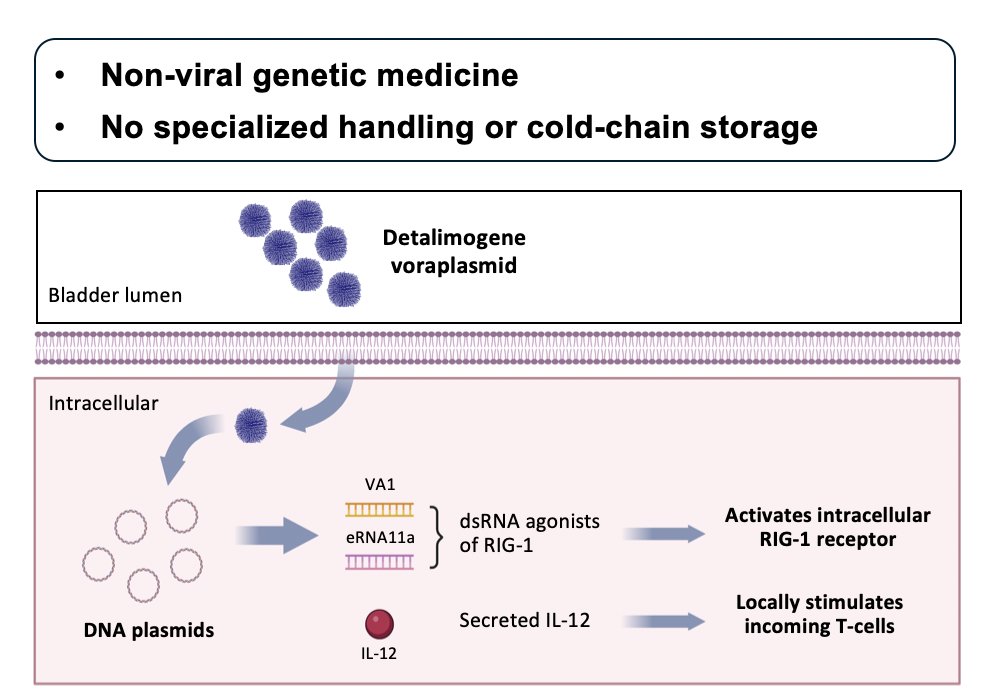 preclinical characterization and translation to the clinic of EG-70. EG-70 (detalimogene voraplasmid) is an investigational, non-viral gene therapy designed to elicit local stimulation of anti-tumor immune response in the bladder and drive durable efficacy in patients with BCG-unresponsive high-risk NMIBC while mitigating the risk of systemic toxicities from immune stimulation