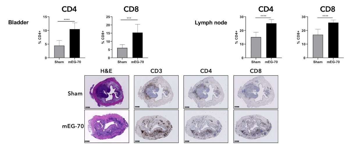 orthotopic bladder cancer model, intravesical instillations of mEG-70 caused striking remodeling of the tumor microenvironment from an immunosuppressive to a pro-inflammatory phenotype, demonstrated by a significant decrease in myeloid cells and IL-4 cytokine levels, an increase in NK-cells and T-cells, and an increase in pro-inflammatory cytokines in tumor tissue