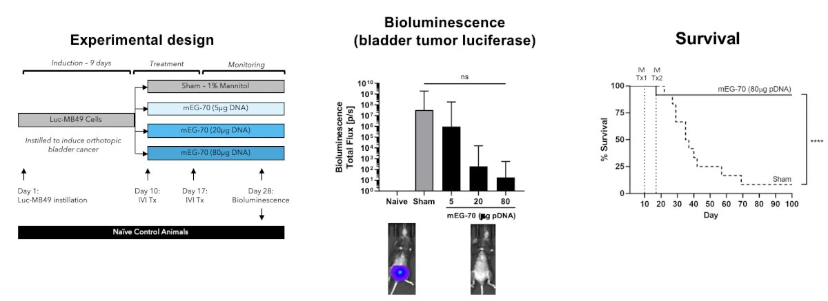 Administration of mEG-70 was associated with marked reduction in tumor burden and significant improvement of survival in murine xenografts