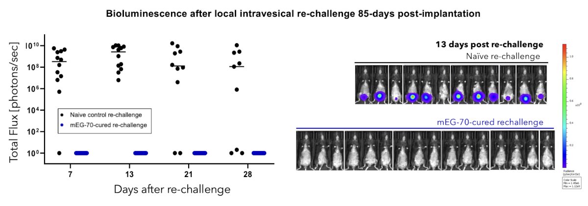 After flank implantation, the anti-tumor response was largely immune-mediated, with durable clearance of tumors and protection against subsequent tumorigenic re-challenge, both locally in the bladder as well as distally