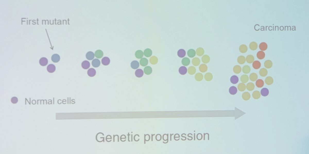 cancer is an evolutionary process, likely starting with a first mutant amongst normal cells and subsequently leading to carcinoma