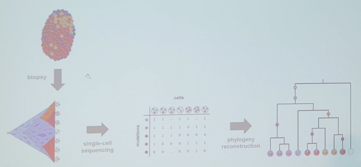 tumor phylogeny reconstruction problem is highlighted by a biopsy, which leads to single-cell sequencing, which leads to phylogeny reconstruction