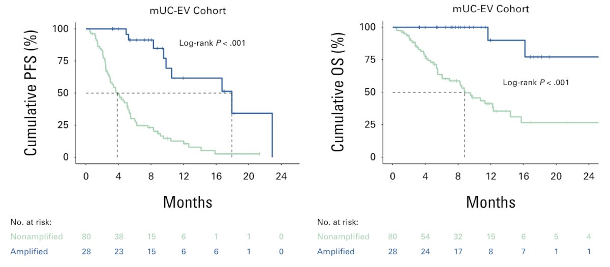 Nectin-4 amplification status was also associated with both prolonged progression free survival and overall survival since enfortumab vedotin therapy start compared with non-amplified tumors