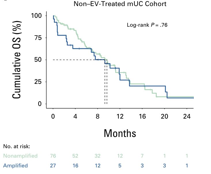 Nectin-4 amplification is not prognostic because it was not associated with overall survival in metastatic urothelial carcinoma not treated with enfortumab vedotin.