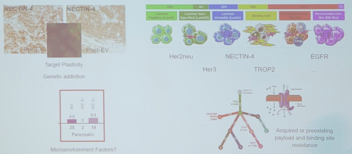 Mechanisms of resistance to antibody-drug conjugates