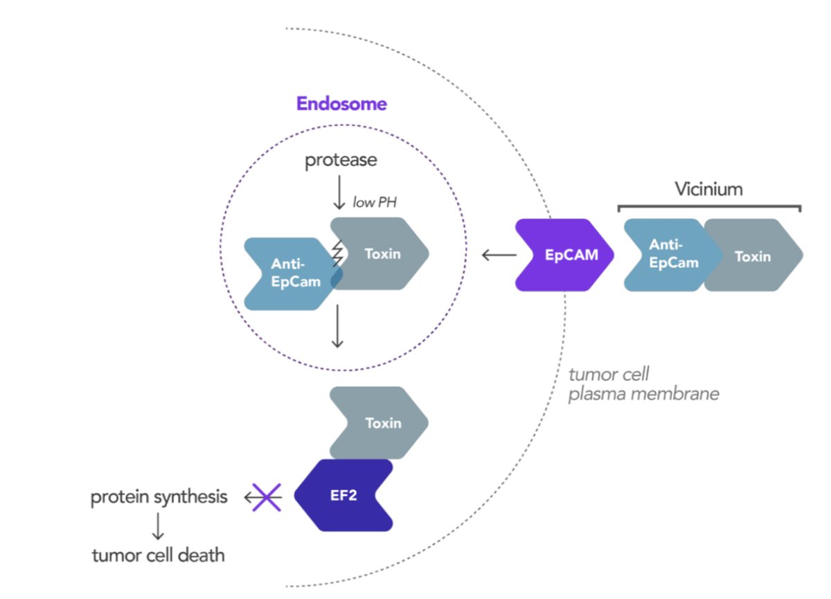 vicinium, which is an antibody drug conjugate-like recombinant fusion protein of humanized anti-EpCAM antibody and Pseudomonas exotoxin A administered intravesically