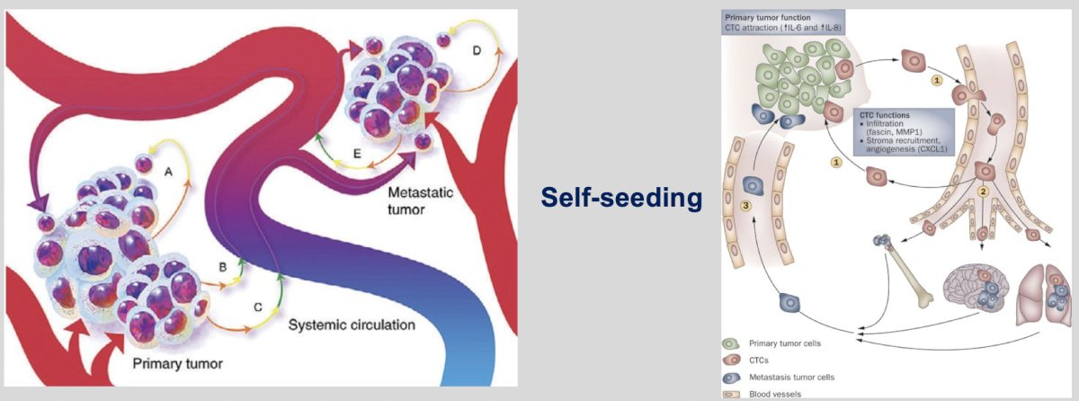 The self seeding theory is summarized by the following two figures