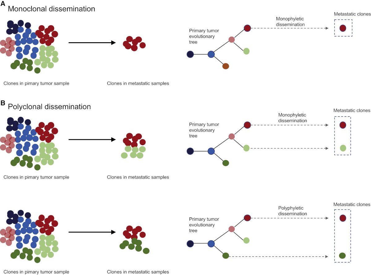 But that both monoclonal and polyclonal origins are likely to coincide