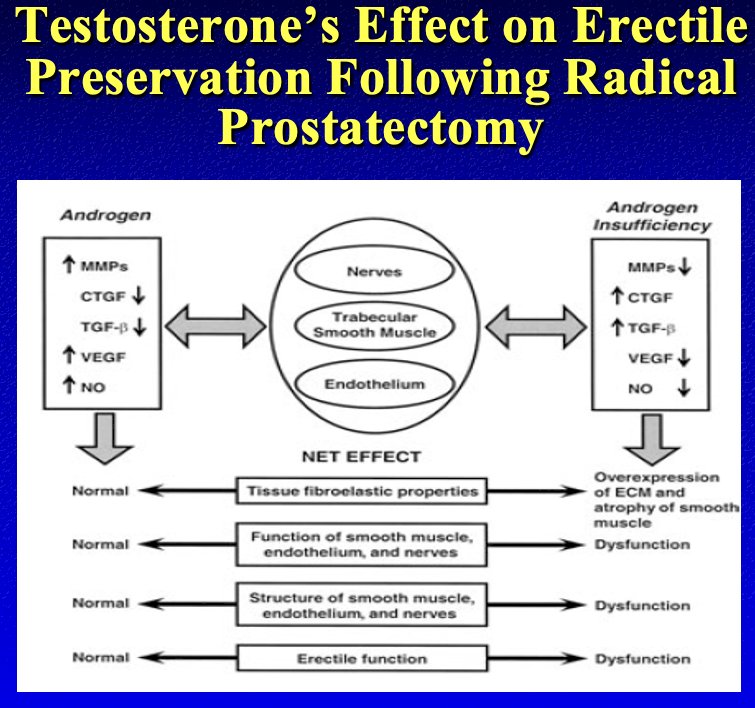 importance of testosterone for enhancing the recovery of the cavernosal nerves, trabecular smooth muscle, and endothelium, all of which are crucial components of the recovery process following a radical prostatectomy