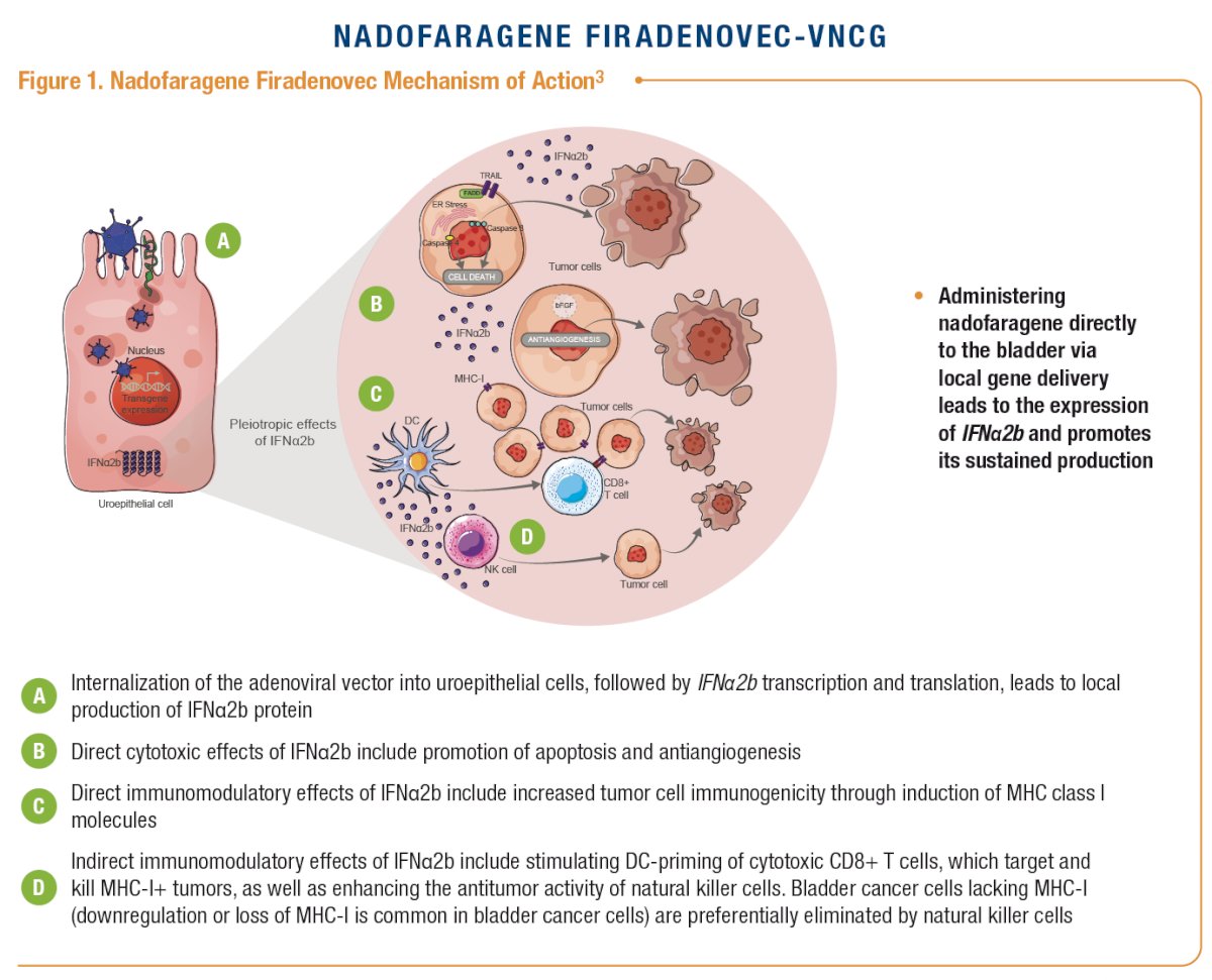  Nadofaragene firadenovec is a non-replicating and non-integrating adenoviral vector–based gene therapy that delivers the human IFNα2b gene to urothelial cells, and Syn3, to enhance viral transduction of the urothelium