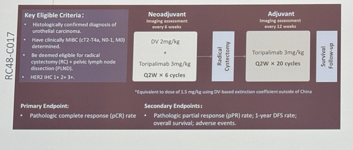 Other targeted approaches with ADCs include the RC48-C017 study assessing neoadjuvant disitamab vedotin and anti-HER2 ADC. Eligible patients received DV + Toripalimab for 6 cycles followed by RC and adjuvant Toripalimab for up to 20 cycles. The pCR was 61.3% in the patients who underwent RC, in the patients who were HER2 IHC 3+ the pCR was 83%