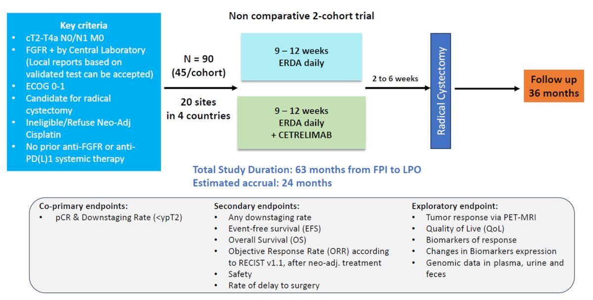 Erdafitinib targets FGFR2/3 mutations and has been introduced into the neoadjuvant space in the SOGUG-NEOWIN study. Eligible patients are those with cT2-4aN0-1M0 urothelial carcinoma who test positive for FGFR mutations and are ineligible for or refuse neoadjuvant cisplatin. Ninety patients will be randomized to daily erdafitinib monotherapy versus combination erdafitinib + cetrelimab. The co-primary study endpoints are pathologic complete response and downstaging