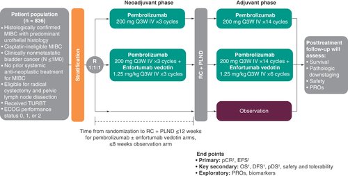 The Keynote-866 is a phase 3 study involving cisplatin-eligible patients. This study compares two regimens: the first regimen includes 4 cycles of neoadjuvant pembrolizumab + GC followed by 13 cycles of adjuvant pembrolizumab after RC. The second regimen consists of 4 cycles of neoadjuvant placebo + GC followed by 13 cycles of adjuvant placebo after RC