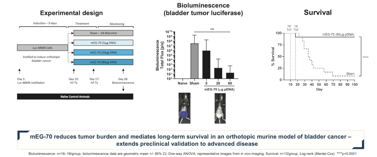 Accordingly, administration of mEG-70 was associated with marked reduction in tumor burden and marked improvement in survival in mice