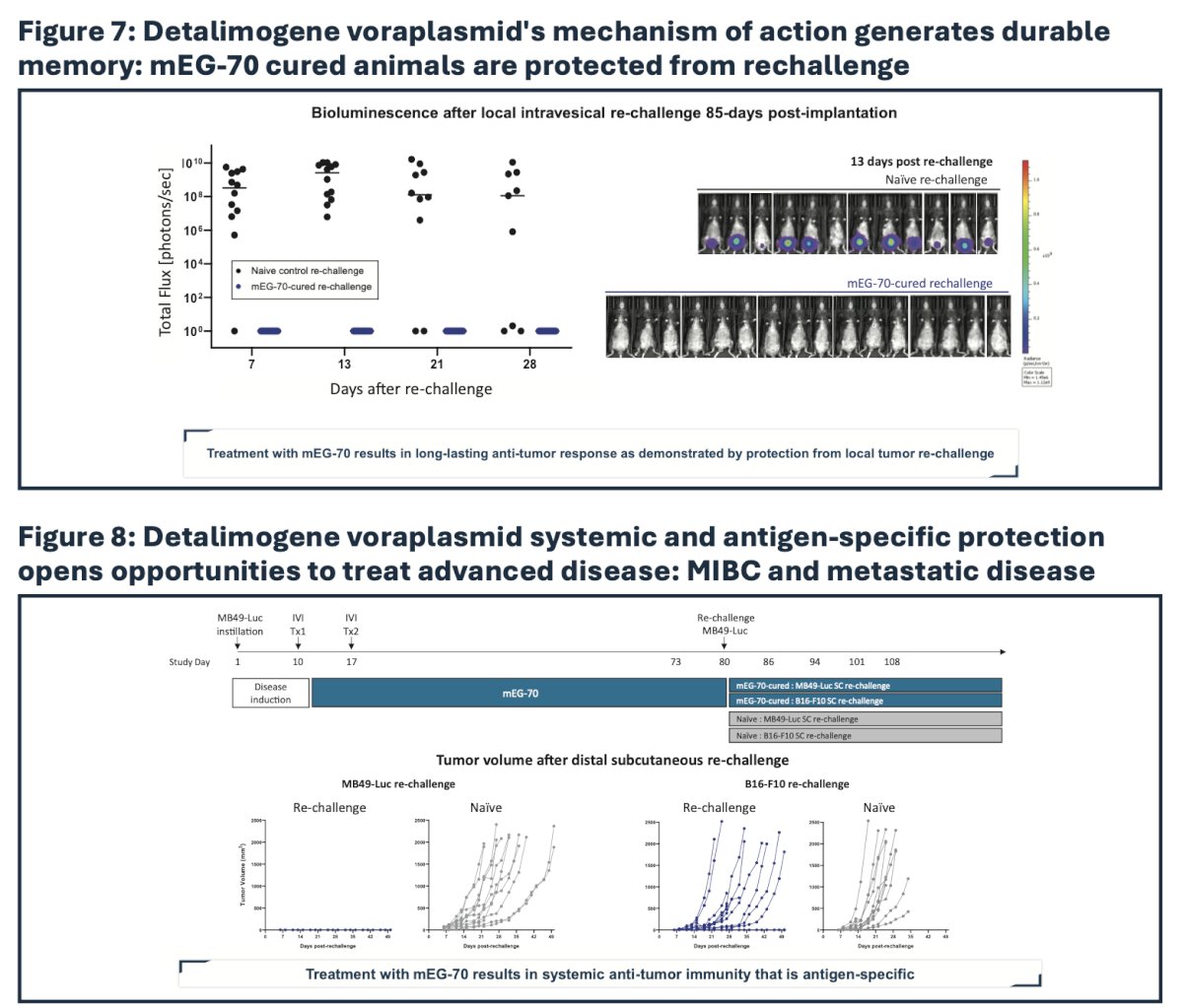 As demonstrated by either bladder or flank tumor cell rechallenge, the anti-tumor immune response in surviving tumor-free mice resulted in durable protection against subsequent tumor re-challenge, demonstrating systemic immune memory