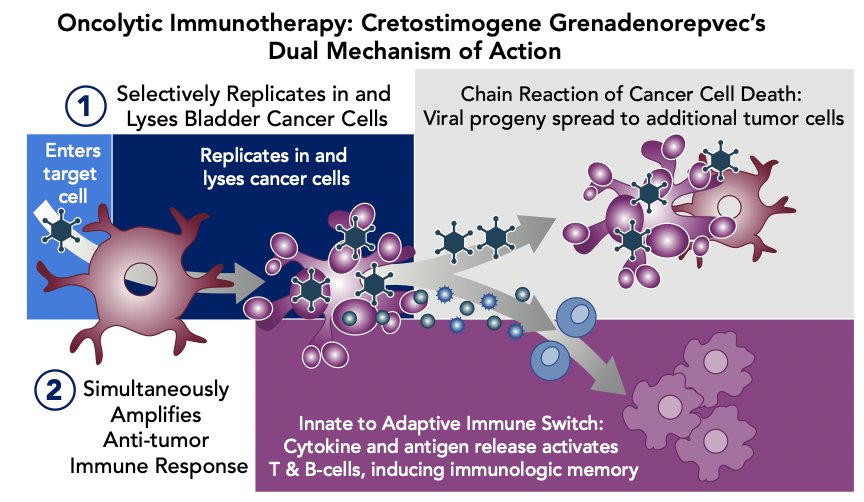 The dual mechanism of action of cretostimogene