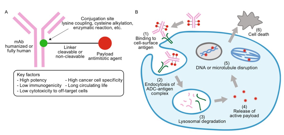 the revolution of antibody-drug conjugates (ADCs), the treatment landscape of mUC has progressed even further. ADCs are monoclonal antibodies linked to a cytotoxic payload (chemotherapy) that bind to specific targets, causing DNA or microtubule disruption and ultimately leading to cell death