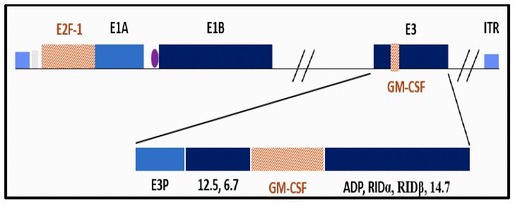 Cretostimogene Grenadenorepvec is a conditionally replicating, highly immunogenic adenovirus that inserts into the human E2F-1 promoter, leading to selective RB-E2F pathway alterations, and encodes the GM-CSF transgene. It binds to Coxsackie Adenovirus Receptor (CAR), which is expressed in all stages of bladder cancer 2