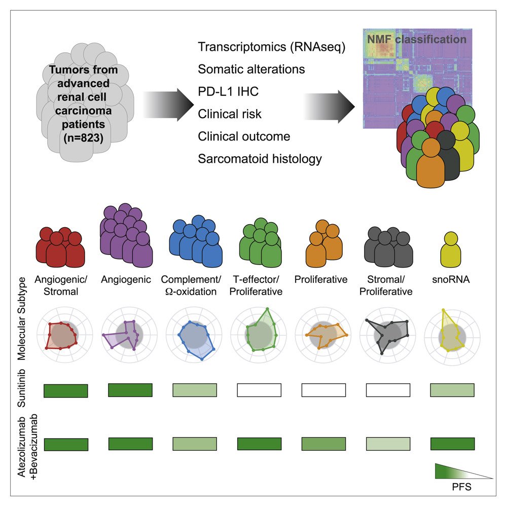 Gene signatures can also potentially serve as predictive biomarkers. In a study led by Motzer, integrated multi-omics analyses were used to identify robust molecular subtypes in 823 tumors from patients with advanced RCC who were part of the IMmotion 151 trial. This study classified patients into 7 clusters as illustrared below. This approach could help in refining personalized treatment strategies based on molecular characteristics of the tumor