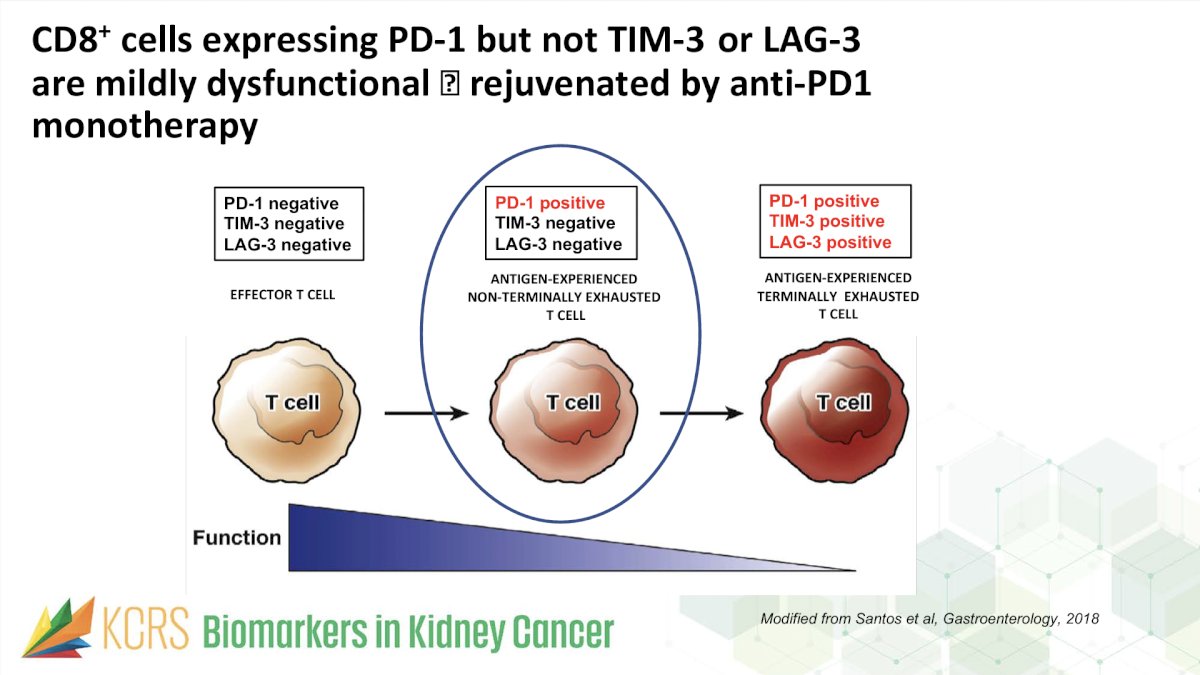 Moreover, levels of CD8+ tumor-infiltrating cells (TIC) expressing PD-1 but not TIM-3 and LAG-3 (IF) have been assessed as potential biomarkers of response to anti-PD-1 therapy.