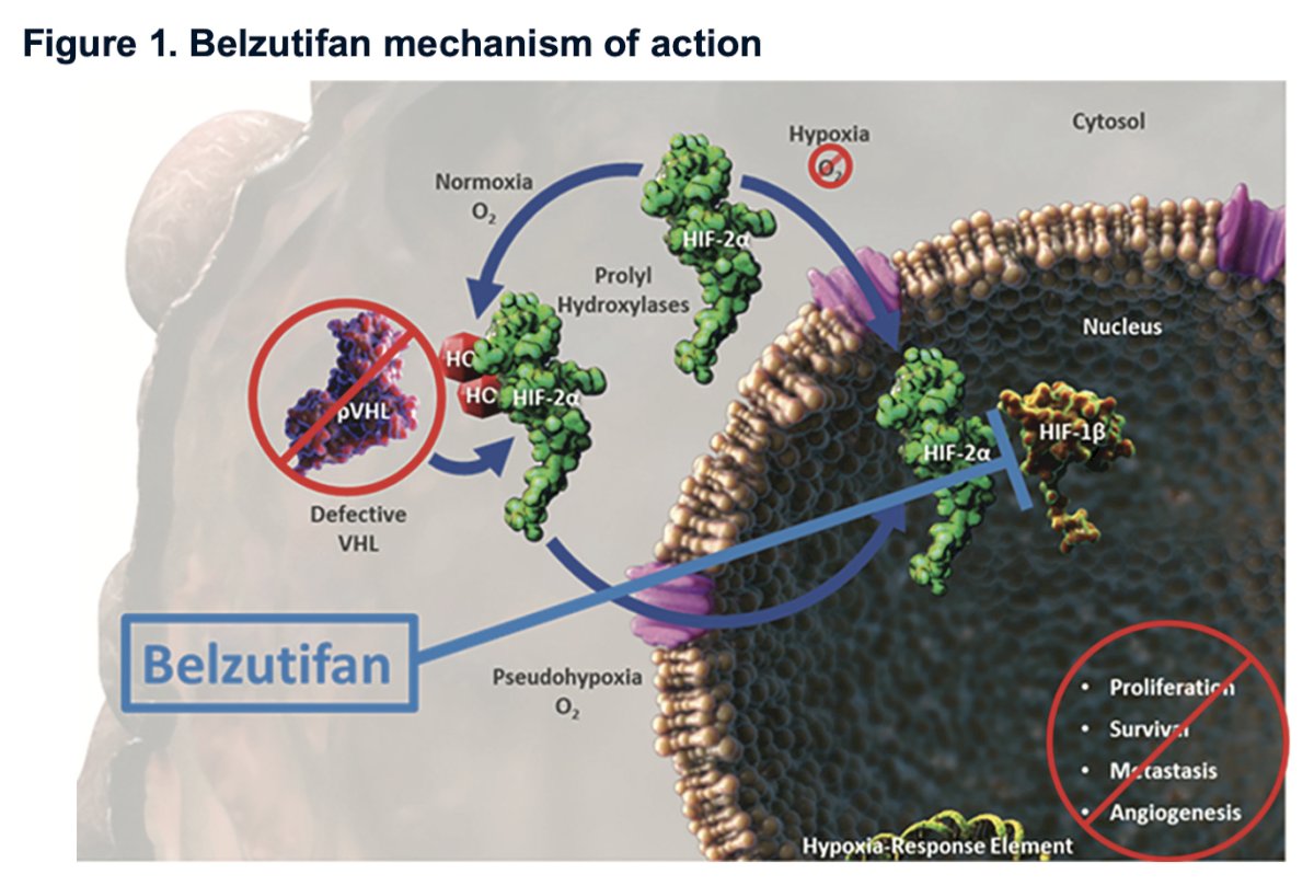 Belzutifan mechanism of action