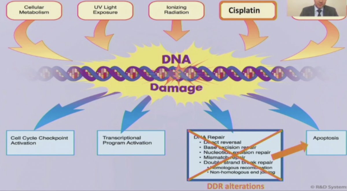 DDR alterations and subsequently apoptosis-0.jpg