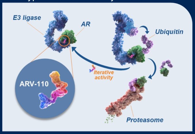 Asco Gu 2022 Phase 12 Study Of Arv 110 An Androgen Receptor Protac