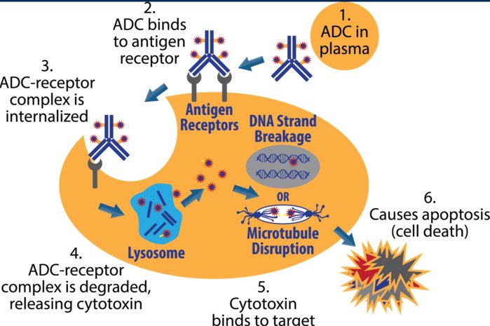 ASCO GU 22_Tolcher_1