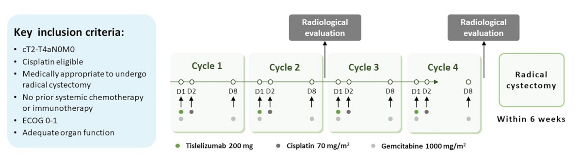 cT2-T4aN0M0-0.jpg