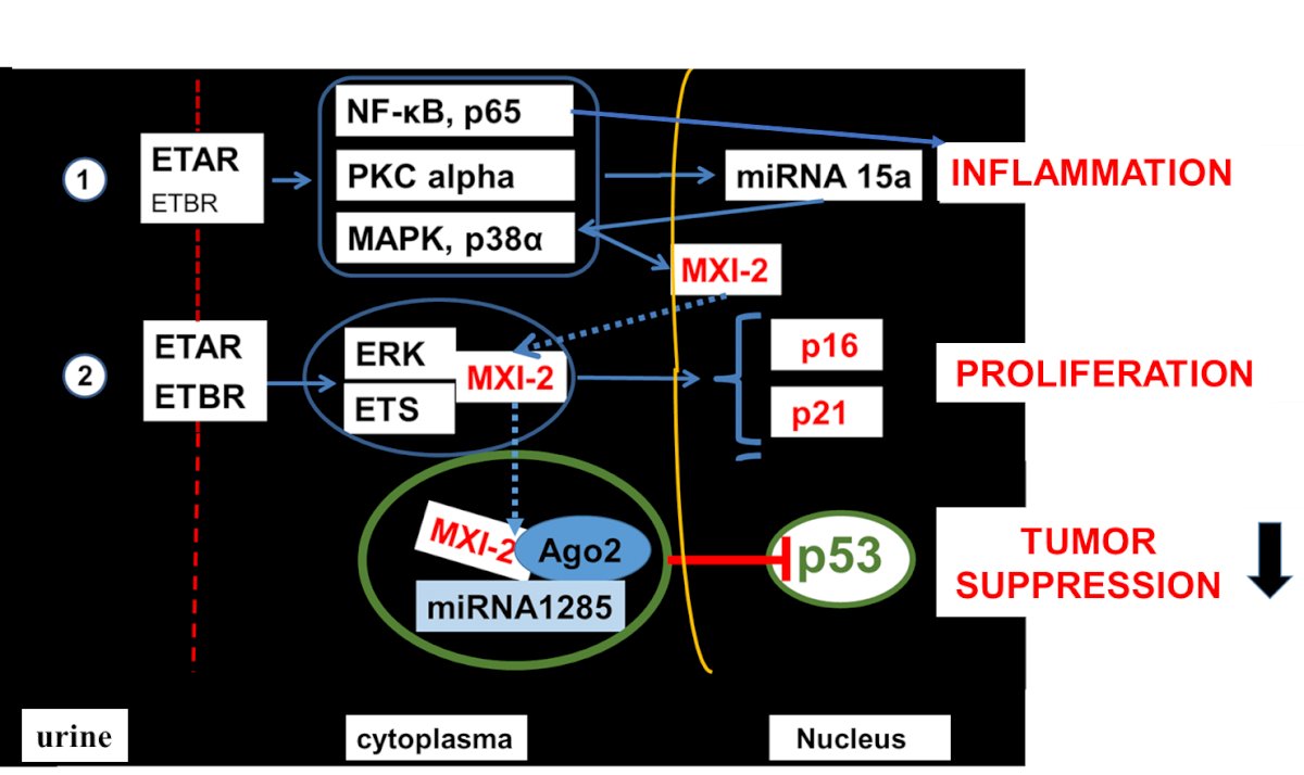 Endothelin-1-0.jpg