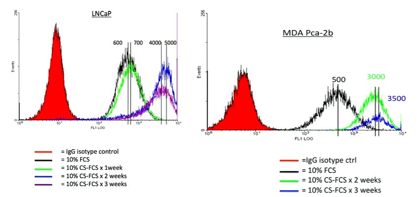 Prostate_Specific_Membrane_Antigen_Image_1