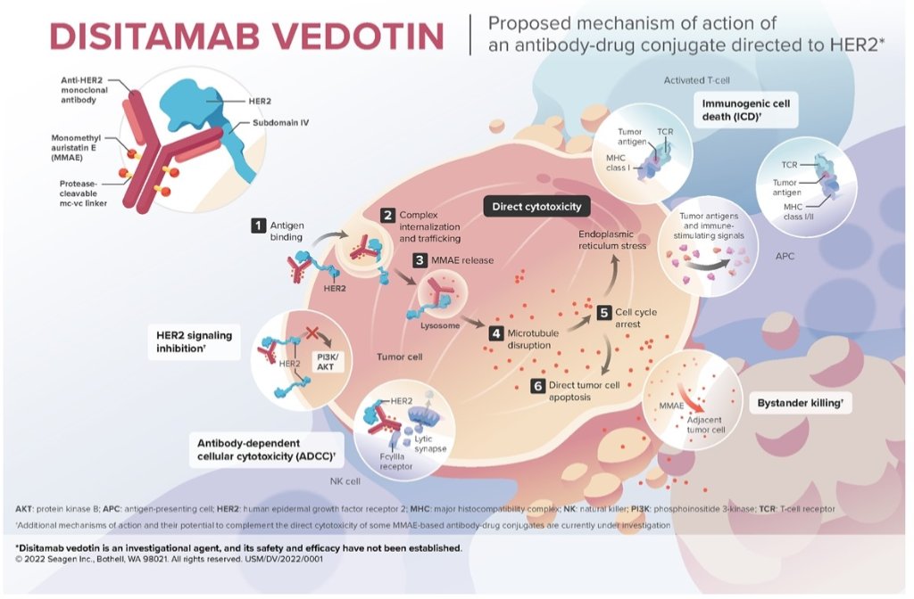 Disitamab vedotin-0.jpg