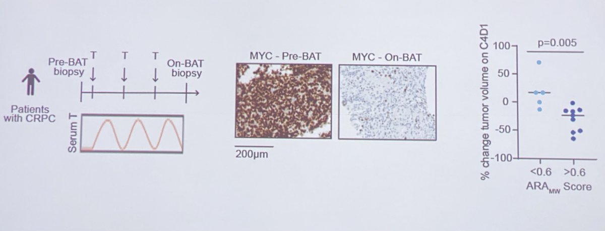 bipolar androgen therapy (BAT)-3.jpg