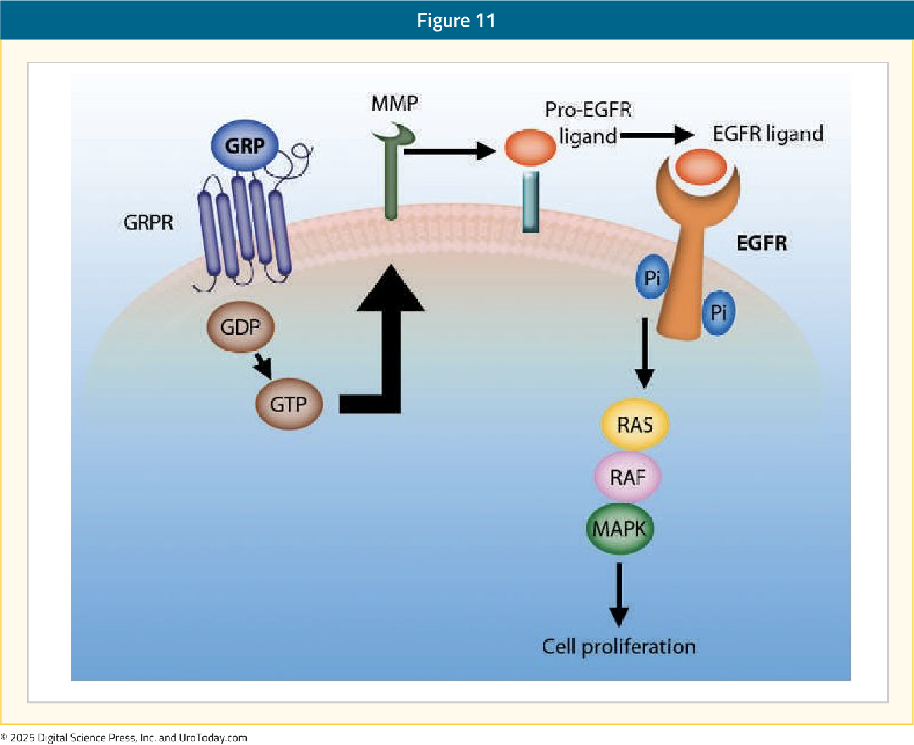 figure-11-PET-tracers-BRPC.jpg