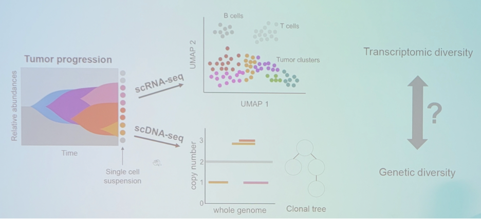 mapping_of_single_cell_transcriptomes_to_copy_number_evolutionary_trees_SCATrEx.jpeg