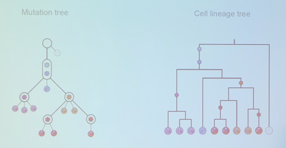 next_step_in_development_is_a_cell_lineage_tree.jpeg