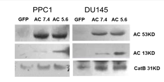 bta liu fig2